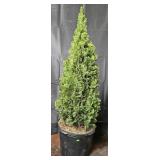 Arborvitae, Degroots Spire Tree