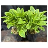 2- 1Gal. Pots of Hosta, Golden Tiara
