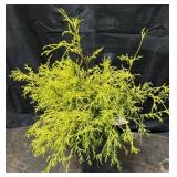 Gold Mop Cypress