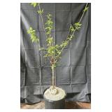 Bing Cherry Tree