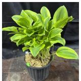 1Gal. Pot of Hosta, Golden Tiara
