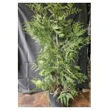 Green Giant Arborvitae Tree