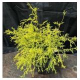 Gold Mop Cypress