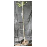Redbud Tree