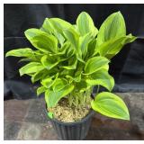 1Gal. Pot of Hosta, Golden Tiara