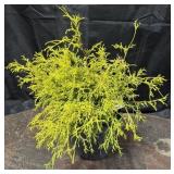 Gold Mop Cypress