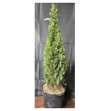 Arborvitae, Degroots Spire Tree