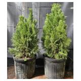 2- Emerald Green Arborvitae