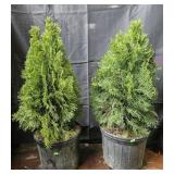 2- Emerald Green Arborvitae