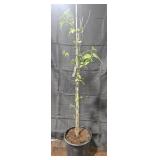 Bartlett Pear Tree