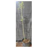 Bartlett Pear Tree