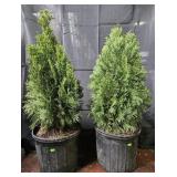2- Emerald Green Arborvitae
