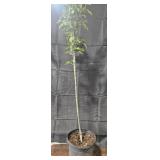 Bartlett Pear Tree