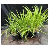 3- 1 Gallon Pots of Stella D Oï¿½Ro Daylilies