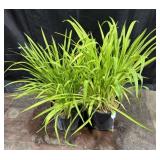 2- 1 Gallon Pots of Stella D Oï¿½Ro Daylilies