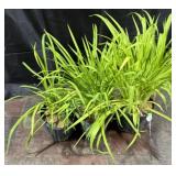 3- 1 Gallon Pots of Stella D Oï¿½Ro Daylilies