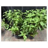 2- Butterfly Bushes , Pink Delight, 3 Gallon