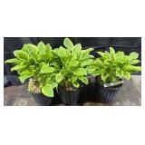 3- 1Gal. Pots of Hosta, Golden Tiara