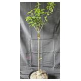 Lapins Cherry Tree