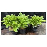 3- 1Gal. Pots of Hosta, Golden Tiara