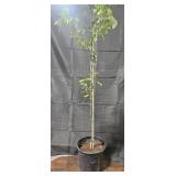 Bartlett Pear Tree