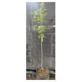 Kieffer Pear Tree
