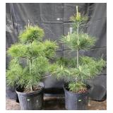 2- White Pine