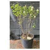 Fothergilla Plant