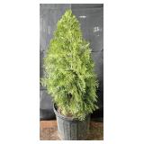 Emerald Green Arborvitae