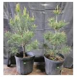 2- White Pine