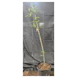 Kieffer Pear Tree