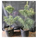 2- White Pine Trees