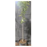 Kieffer Pear Tree