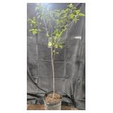 Kieffer Pear Tree