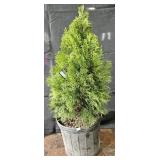 Emerald Green Arborvitae