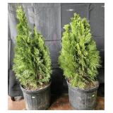 2- Emerald Green Arborvitae