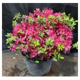3Gallon Azalea, Hino Crimson