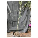 Weeping Willow Tree
