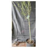 Corkscrew Willow Tree
