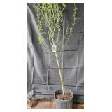 Corkscrew Willow Tree
