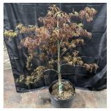 Tamukeyama Weeping Japanese Maple