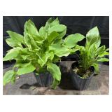 2- Pots of Hosta, Alba Marginita, 1 Gallon