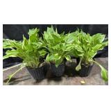 3- Pots of Hosta, Alba Marginita, 1 Gallon