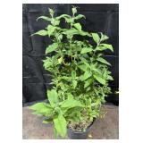 Butterfly Bush, Pink Delight, 3 Gallon