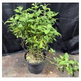 Butterfly Bush, Pink Delight, 3 Gallon