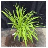 1 Gallon Pot of Stella D Oï¿½Ro Daylily