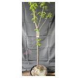 Lapins Cherry Tree