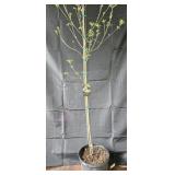 Chinese Dogwood Tree