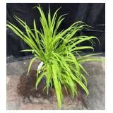 1 Gallon Pot of Stella D Oï¿½Ro Daylily