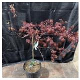 Inara Shidare Weeping Japanese Maple